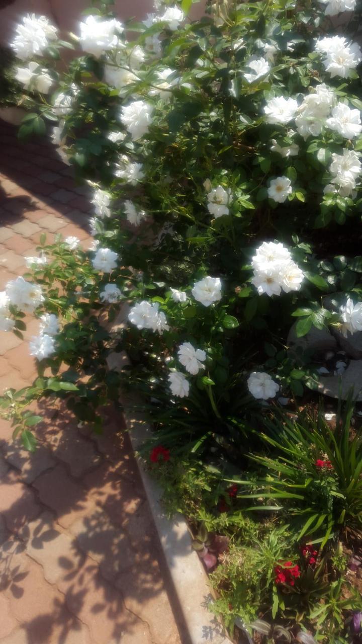 Tintech Bed & Breakfast Francistown Luaran gambar